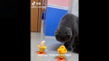 Funny cat surprised with banana and mushroom funny cat video