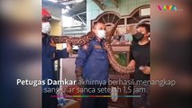 Penangkapan Hewan Reptil di Pemukiman Warga Bikin Merinding!