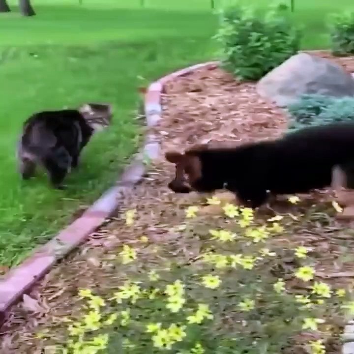 Cute baby animals Videos Compilation cute moment of the animals #73
