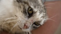 «On ne les jette pas pour les vacances» : la SPA alerte sur la hausse des abandons de chats
