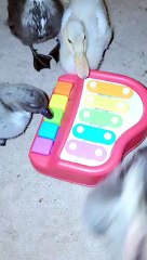 Ducklings Playing with Toy Piano in Quack Minor