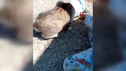 Kafasına kova sıkışan kediyi kurtarmak için seferber oldular