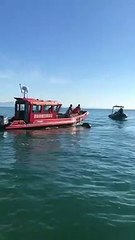 Baleia-jubarte é solta de rede de pesca em Florianópolis e volta a nadar