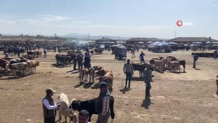 Ağrı'da kurbanlıklar pandemi gölgesinde görücüye çıktı