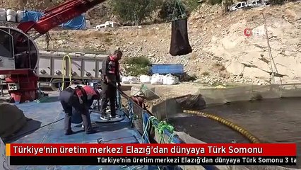 Türkiye'nin üretim merkezi Elazığ'dan dünyaya Türk Somonu