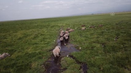 Nesli tükenme tehlikesinde olan fillere isim verilecek