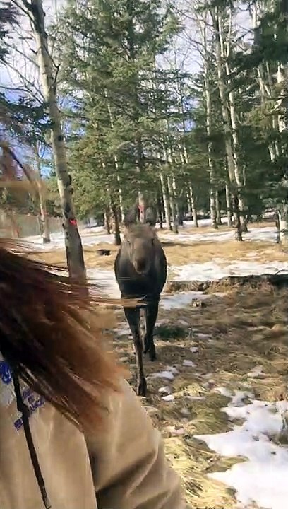 Raised Rescued Moose Still Follows Around Human Mom