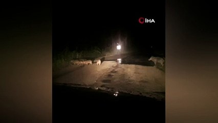 Görüntü Bursa'dan... Ezilmekten son anda kurtuldu