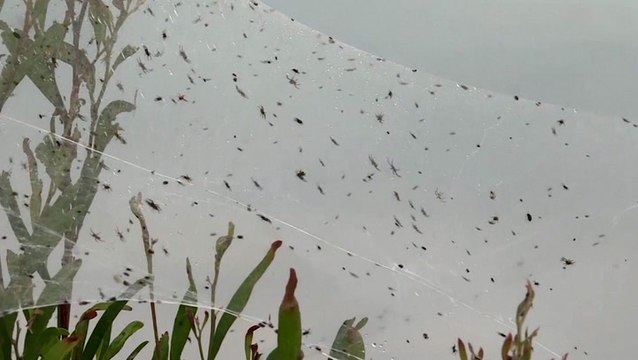 Flooding in Australia leads to creepy spider exodus