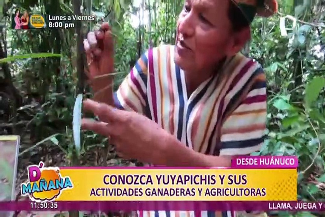 D’Mañana desde Huánuco: conozca a Yuyapichis y sus actividades ganaderas y agrícolas