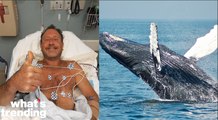 Lobster diver swallowed by whale in Cape Cod