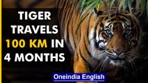 West Bengal: Tiger travels 100 km to reach Bangladesh Sunderbans | Know all | Oneindia News