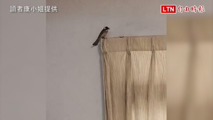 白頭翁也懂不群聚！1隻闖進OL家 另1隻待電桿避免害違規(讀者康小姐提供)