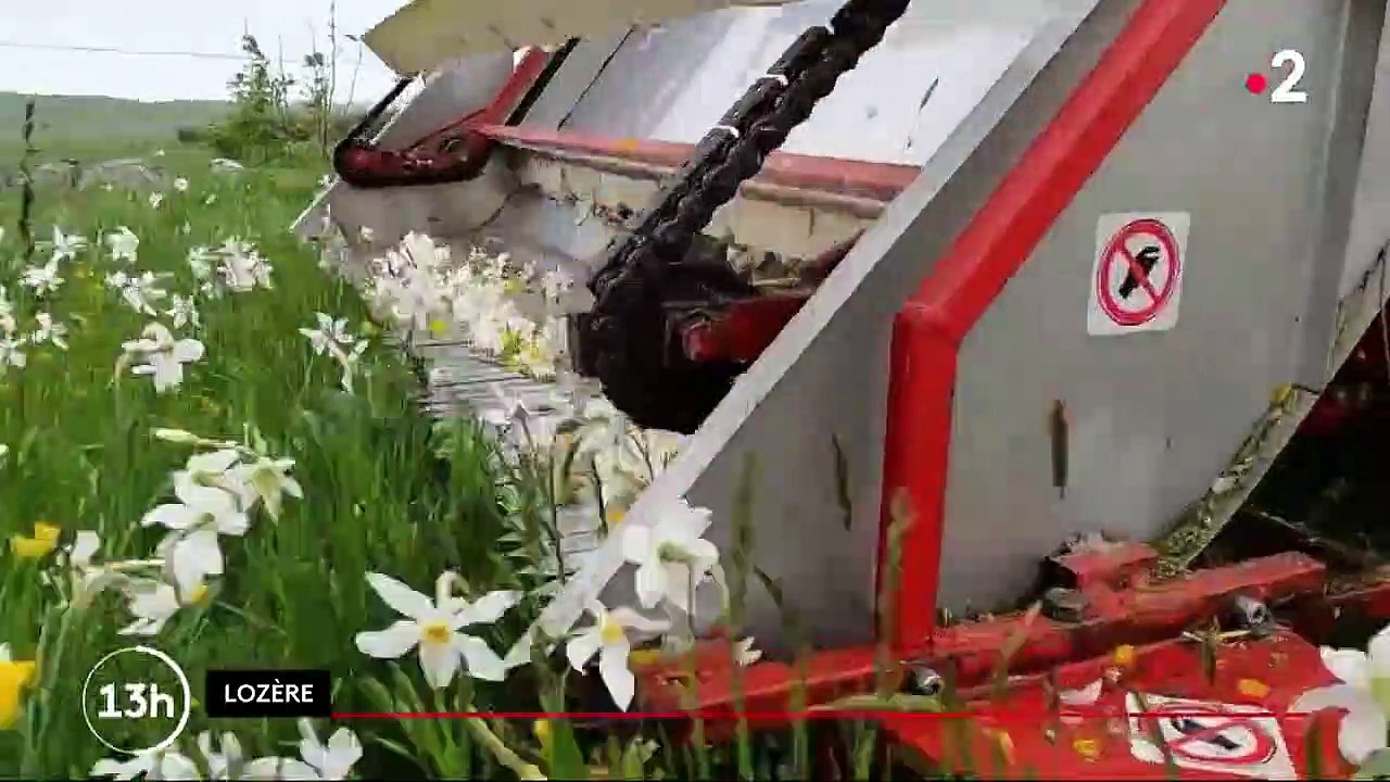 Narcisses : à la recherche de l'or blanc de l'Aubrac