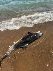 ÖLÜ YUNUS KARAYA VURDU