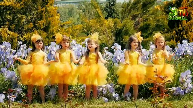 Picaturi Muzicale - Ca Razele