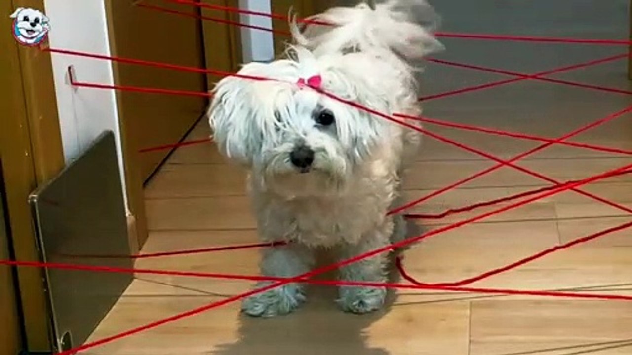 Mi PERRO Dasha vs Obstáculos ¿Se queda ATRAPADA_ - Anima Dogs Funny Videos