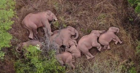 Échappés d'une réserve naturelle et en road trip depuis 500km, ces éléphants ont bien mérité leur sieste en liberté