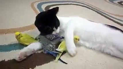 Ya aşırı merhametli ya da karnı tok!