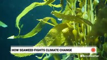 Seaweed - A superfood scoring super results for the environment