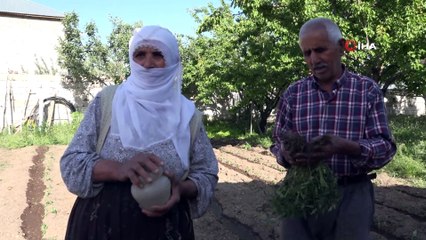 Domatese adanan bir ömür