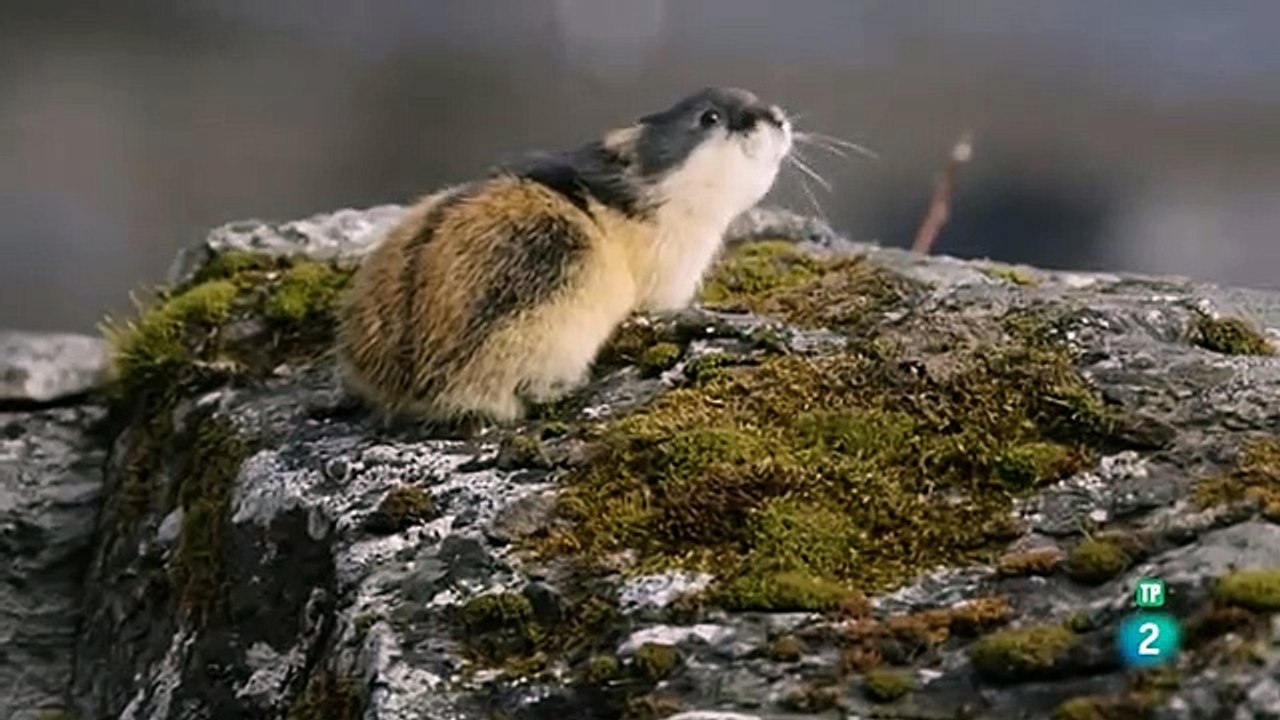 Grandes documentales - Lemming, el pequeño gigante del norte 