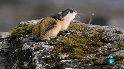 Grandes documentales - Lemming el pequeño gigante del norte