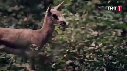 Ertugrul sea 1 ep 1 bangali + english subtitle