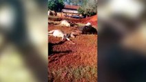 Oito animais morrem após descarga elétrica em propriedade rural; veja o vídeo