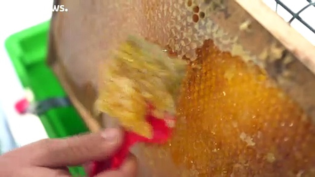 Mel é um antibiótico natural