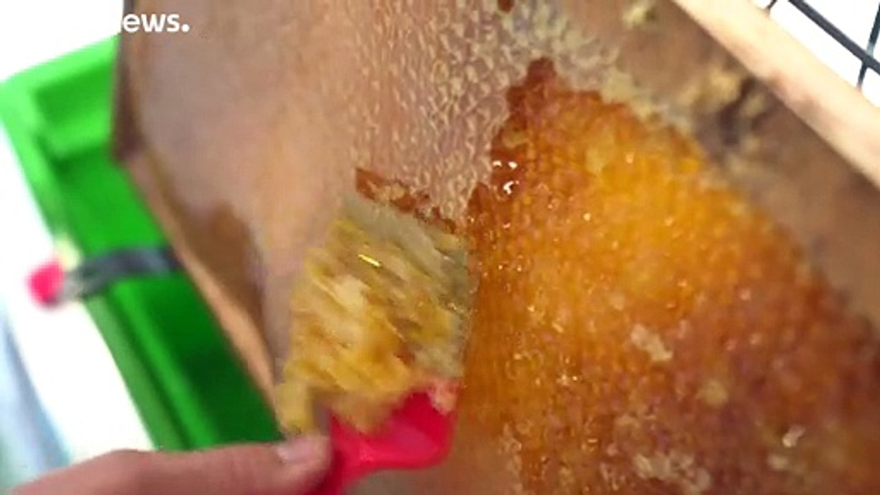 Honig - Nektar der Götter mit antibiotischer Wirkung