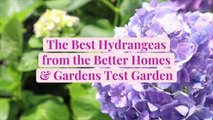 The Best Hydrangeas from the Better Homes & Gardens Test Garden