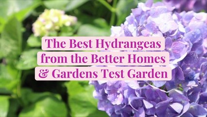 The Best Hydrangeas from the Better Homes & Gardens Test Garden