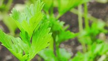 Everything You Need to Know About Cooking With Lovage