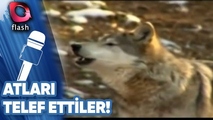 Kurtlar, Yarış Atlarını Telef Etti!
