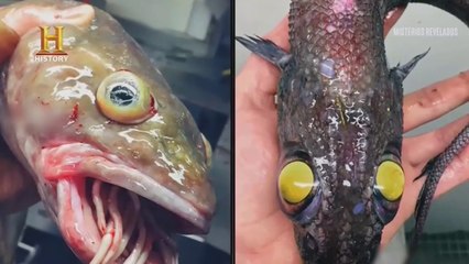 MISTÉRIOS REVELADOS :   ESTRANHO INCÊNDIO   - PEIXES BIZARROS - OVNI - REENARNAÇÃO