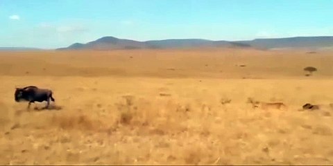 Aslan bunu beklemiyordu!