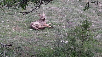Su kuyusundan kurtarılan kurt doğaya salındı