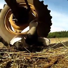Une maman oiseau prend tous les risques pour protéger son nid face à une moissonneuse
