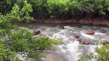 Un crocodile immense descend les rapides de cette rivière