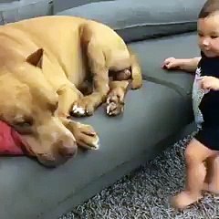 Köpekten bebeğe: 'Öp beni öpeyim seni'