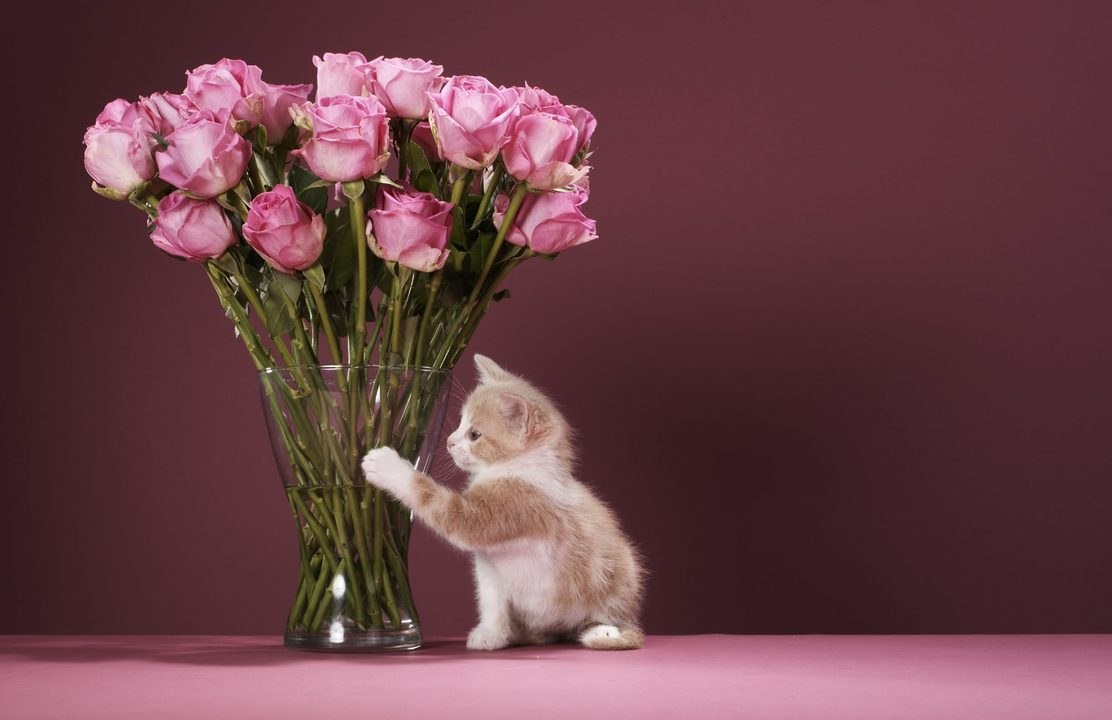 Are Roses Poisonous to Cats?