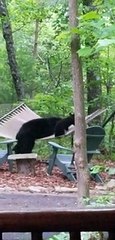 Bear Family Has Fun in Hammock