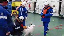 Lost Dog Rescued on Arctic Ice Miles Off the Coast of Russia