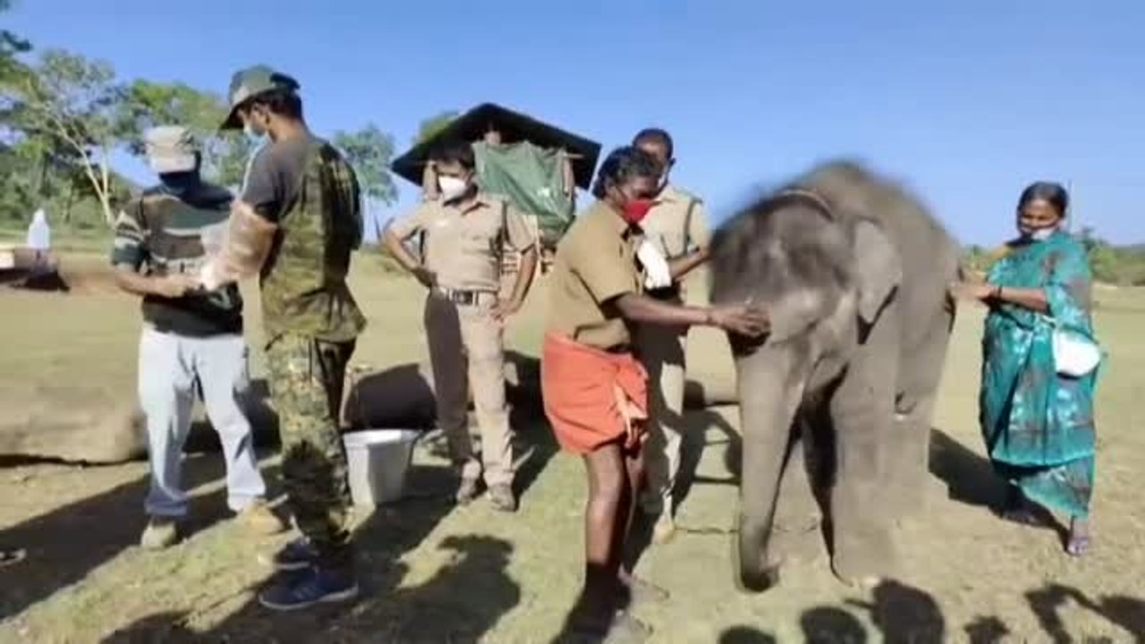 Hacen test a elefantes en la India para detectar si tienen covid