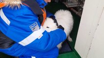 فيديو | إنقاذ كلب صغير تقطعت به السبل وسط جليد سيبيريا