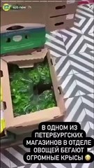 Encuentran ratas en un supermercado