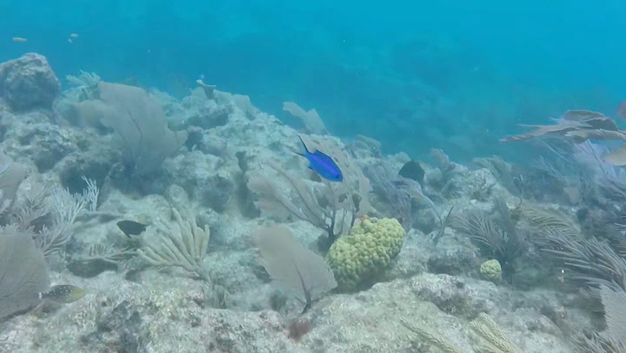 Groups working to restore seven coral reefs in the Florida Keys