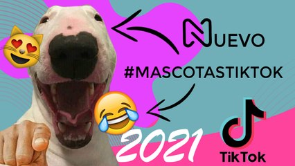 MIRA Lo Más Divertido de #mascotastiktok de TikTok. Compilación JUNIO 2021.