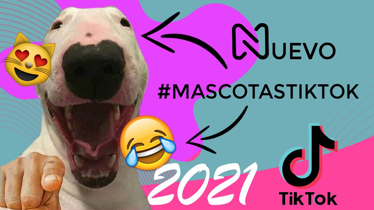 MIRA Lo Más Divertido de #mascotastiktok de TikTok. Compilación JUNIO 2021.